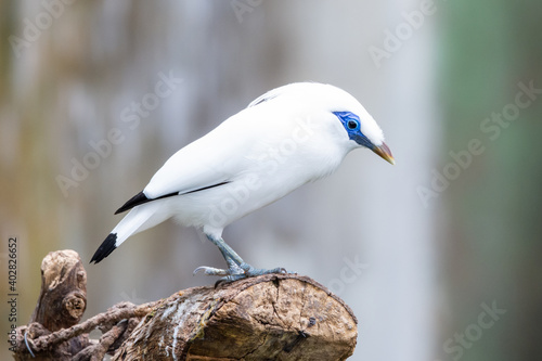 The white Bali myna, also known as Rothschild's mynah, Bali starling, or Bali mynah, locally known as jalak Bali, is a medium-sized, stocky myna standing on a log. photo