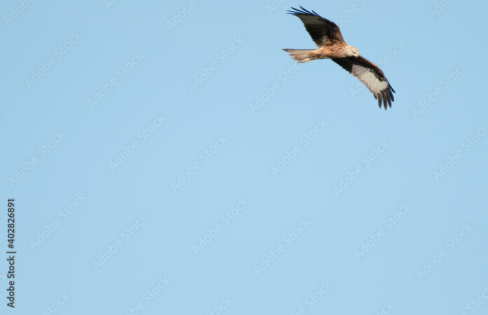 Obraz premium Young Red Kite in flight with a blue sky background, the bird appears to be flying out of the frame, the underside of the wings are clearly visible. 