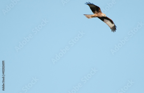 Young Red Kite in flight with a blue sky background, the bird appears to be flying out of the frame, the underside of the wings are clearly visible. 