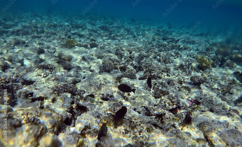 Tropical coral reef. Ecosystem and environment. Egypt. Near Sharm El Sheikh Tropical coral reef. Ecosystem and environment. Egypt. Near Sharm El Sheikh
