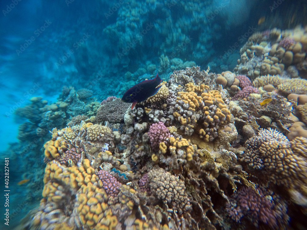 Tropical coral reef. Ecosystem and environment. Egypt. Near Sharm El Sheikh Tropical coral reef. Ecosystem and environment. Egypt. Near Sharm El Sheikh