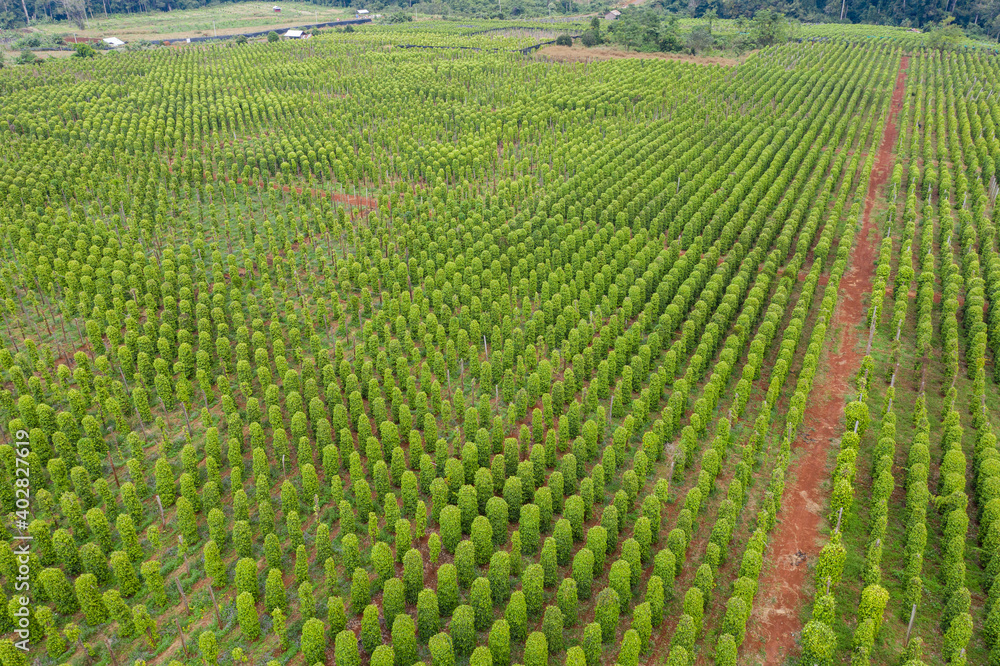 Coffee plantations with the trees ready to be harvested, in the highlands of western Cambodia