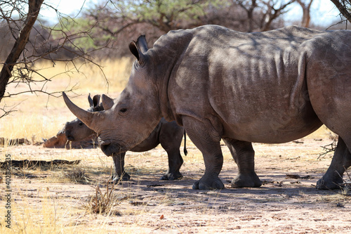 white rhinoceros  Ceratotherium simum  with baby - Namibia Africa