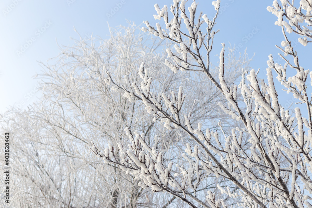 trees covered with frost in winter trees covered with frost in winter