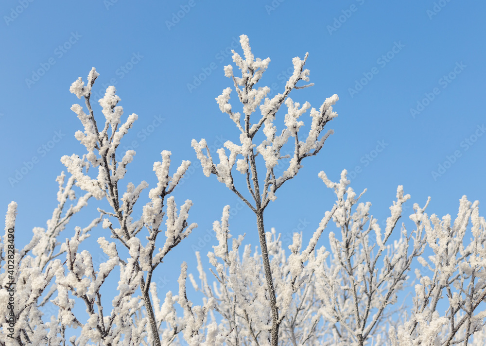 trees covered with frost in winter