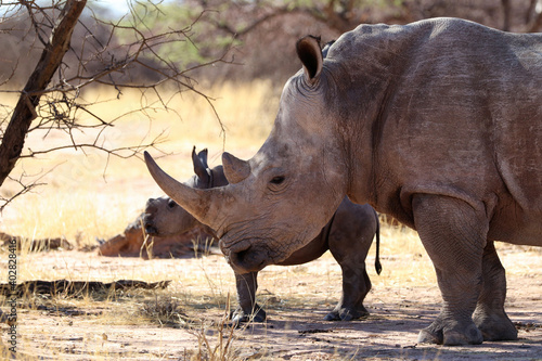 white rhinoceros (Ceratotherium simum) with baby - Namibia Africa
