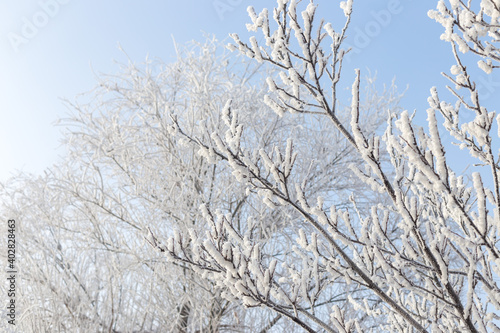 trees covered with frost in winter © donikz