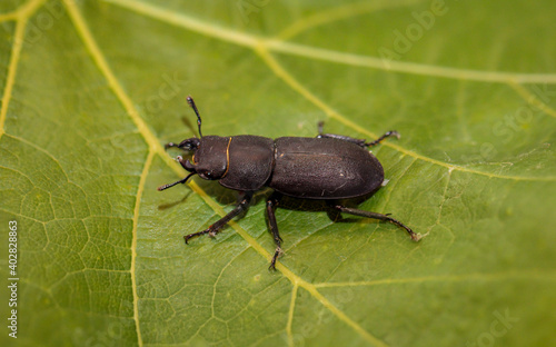 Eine Nahaufnahme eines schwarzen Käfers auf einem Blatt.