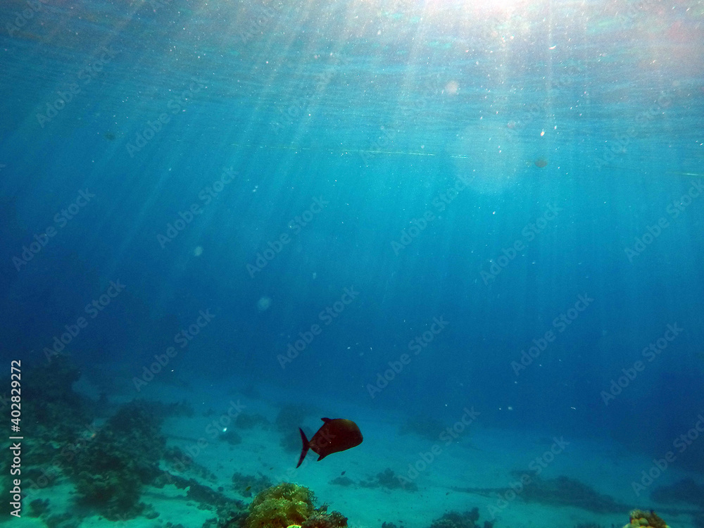 Fototapeta premium Tropical coral reef. Ecosystem and environment. Egypt. Near Sharm El Sheikh