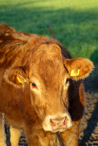 Das Portrait einer Kuh auf einer Weide.