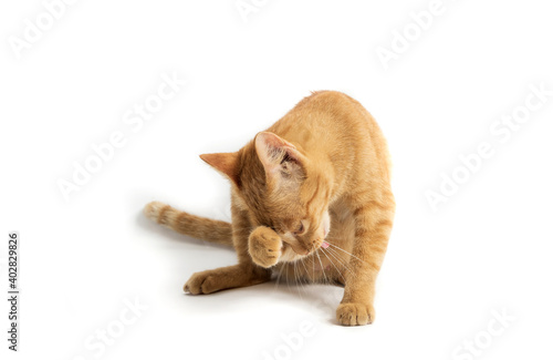 Orange cat mom illustration on white isolated background