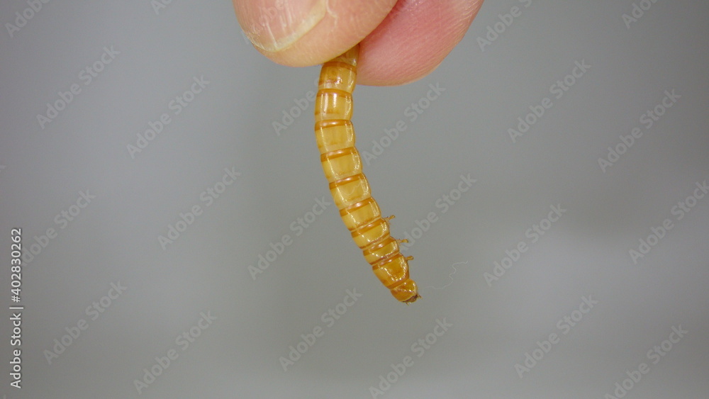 mealworm. Exotic vet, Biologist holding insect, reptile live food