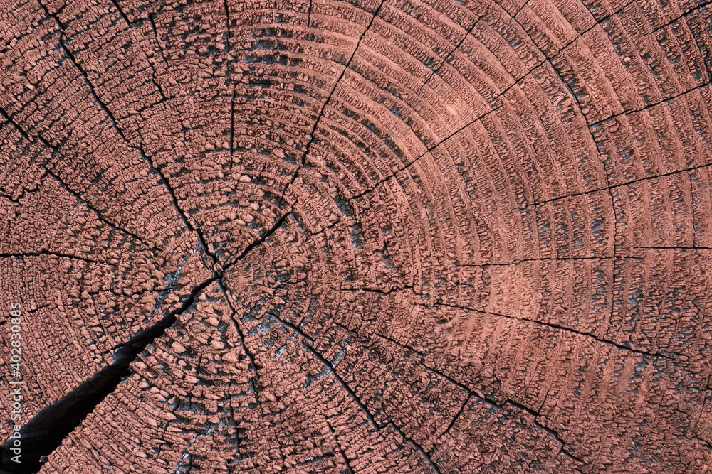 Round cut down tree with annual rings and cracks.