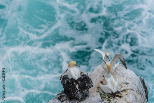 Gannets (Morus bassanus) are colonial breeders on islands and coasts.