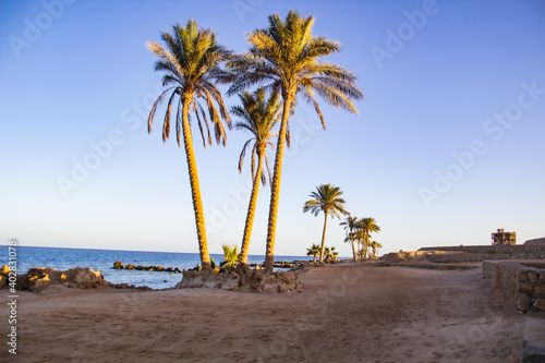 Beautiful palm trees at beach against the sea background