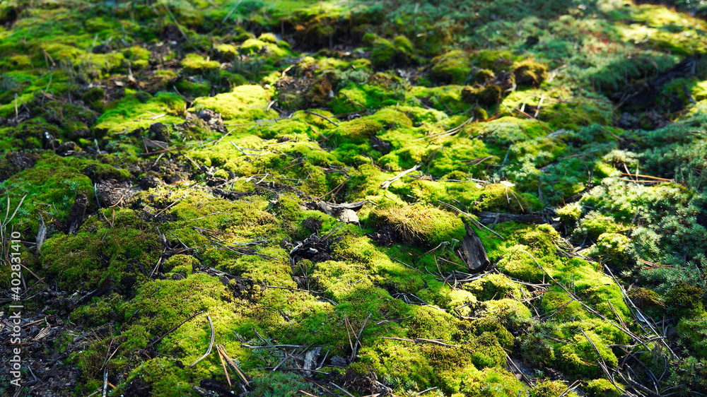 Moss carpet in an old pine forest Moss carpet in an old pine forest