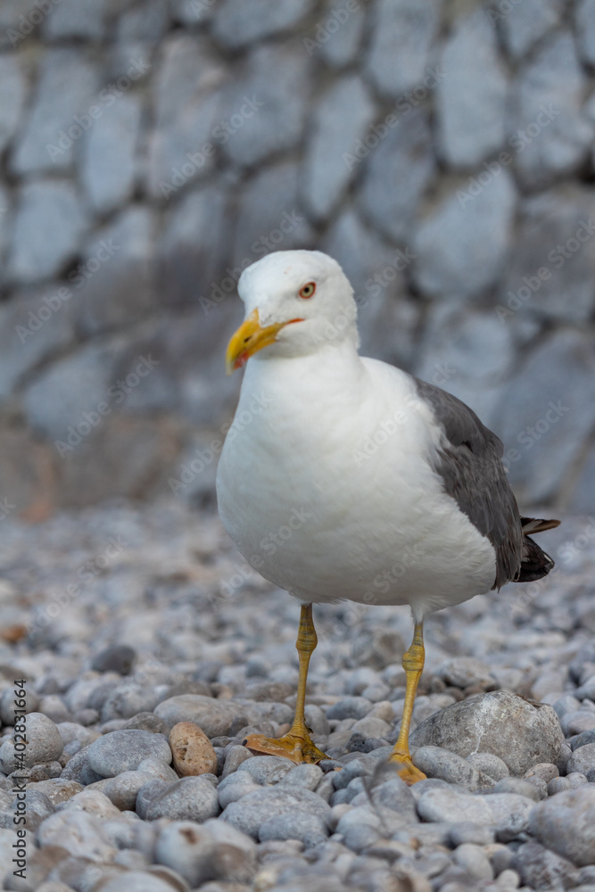 Seagull Close-up standing on a seaside rock and turning its head towards camera. Seagull Close-up standing on a seaside rock and turning its head towards camera.