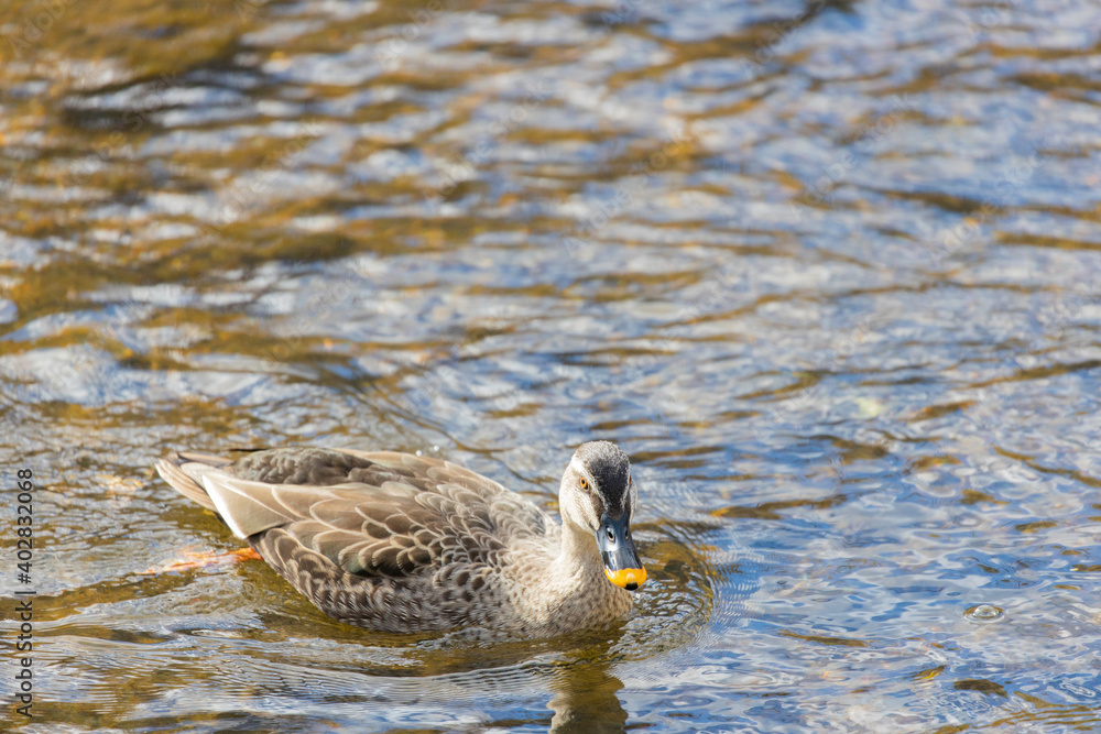 Fototapeta premium カモ