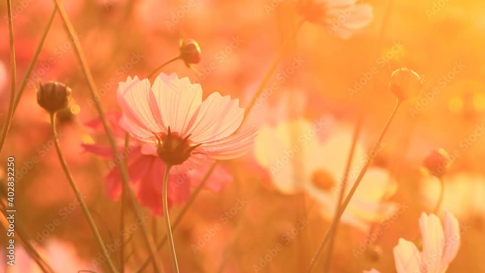 Beautiful cosmos flowers in the garden, outdoor Chiangmai Thailand Beautiful cosmos flowers in the garden, outdoor Chiangmai Thailand