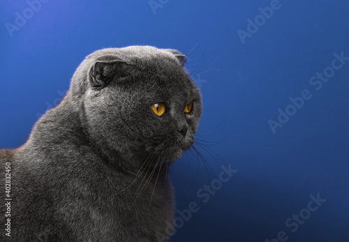 Three-quarters portrait of scottish fold cat on a blue isolated background, copy space photo