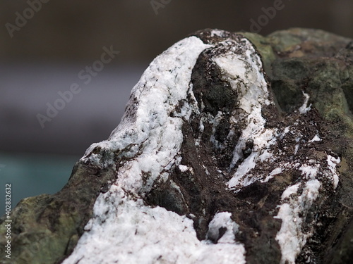 庭石　Garden Rock