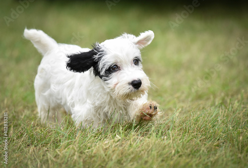 Very cute white sealyham terrier puppy playing in the grass running right to left