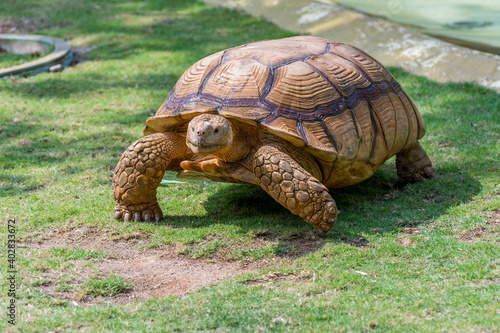 Brown Grooved Tortoise, African Spurred Tortoise or Geochelone sulcata crawling on grassland slowly