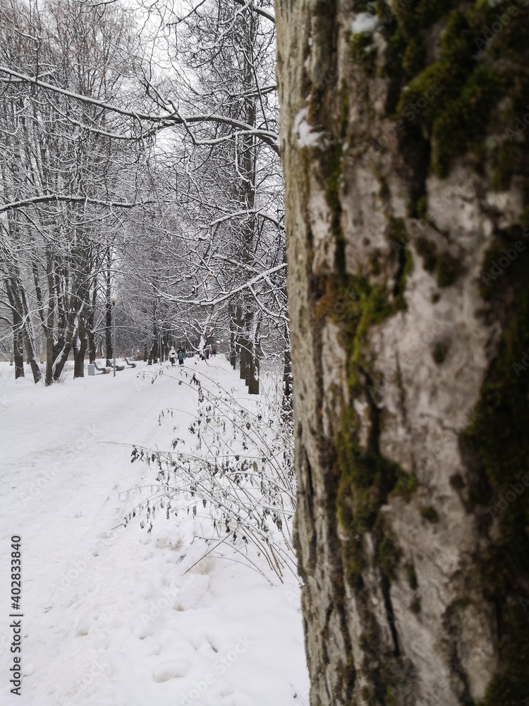 Obraz premium forest in winter