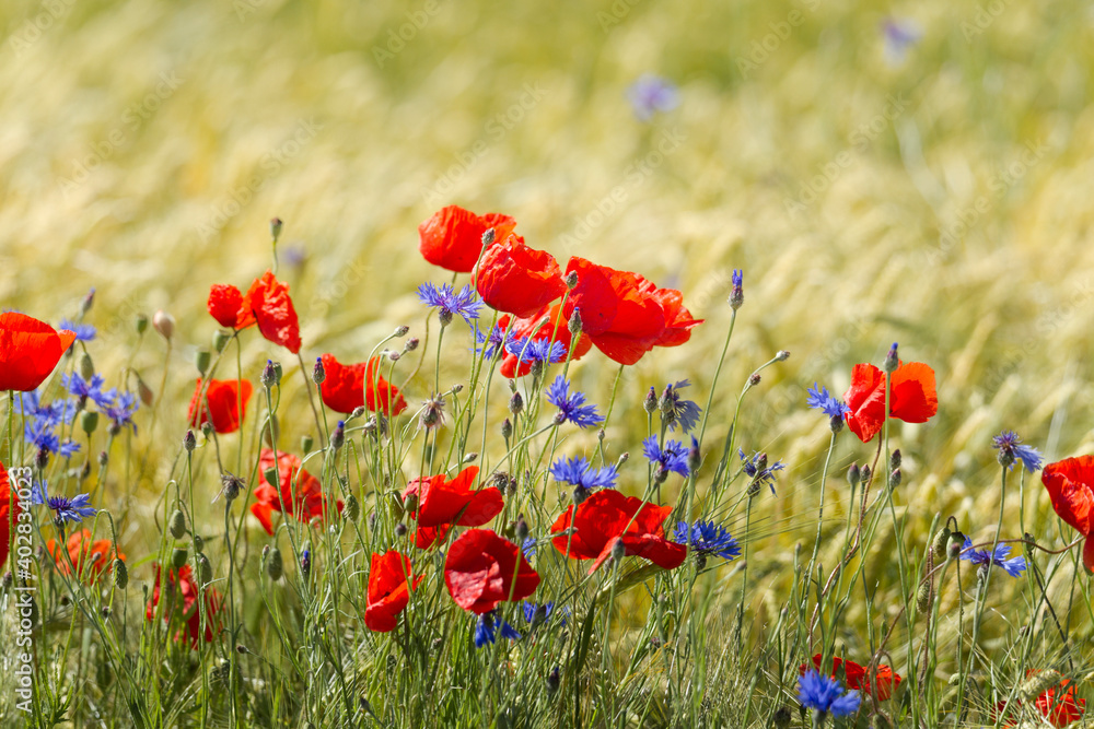 Naklejka premium poppy field in summer