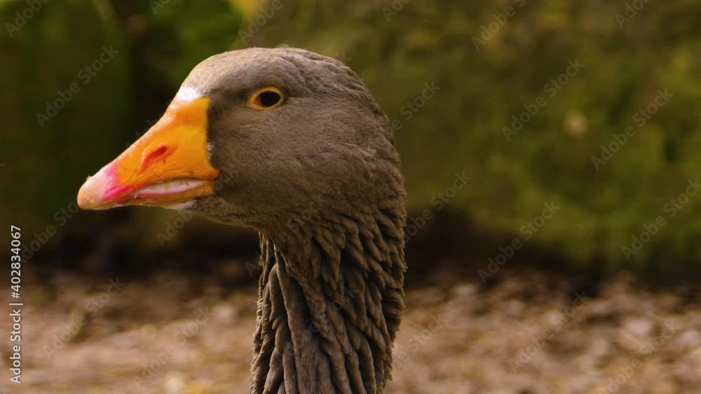 Close up of geese standing beside a lake. Close up of geese standing beside a lake.