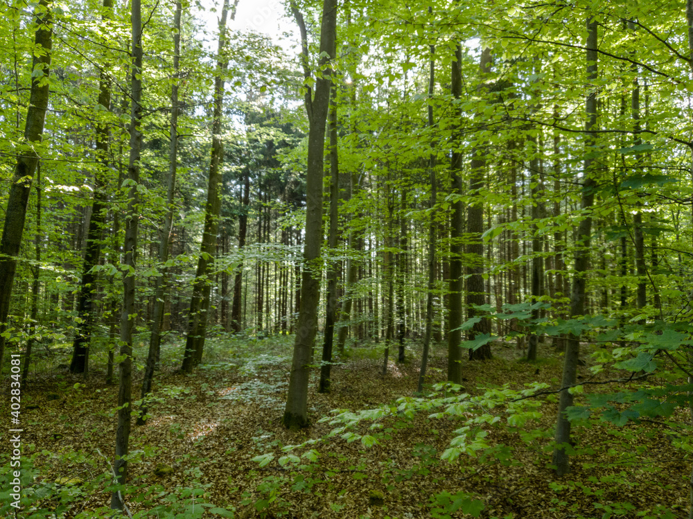 green deciduous trees in the forest. green deciduous trees in the forest.