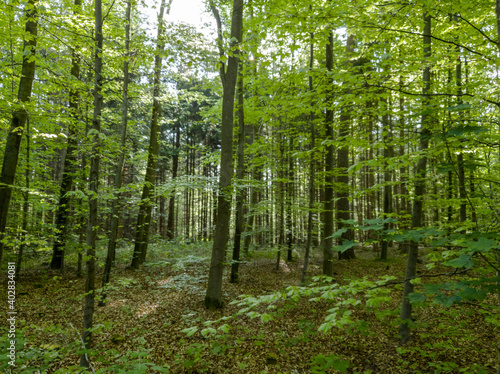 green deciduous trees in the forest.