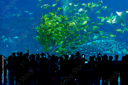 Silhouettes of people looking at fish in huge Aquarium, Fish Tank with tropical shoals of fish at Chimelong Ocean Kingdom, Zhuhai, Guangdong, China photo