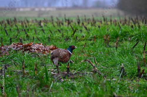 Common pheasant (Phasianus colchicus). Pheasant in the wet grass after a rain shower.