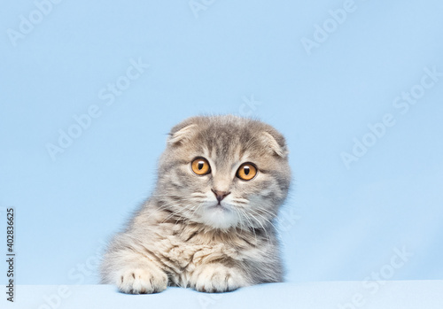 Kitten scottish fold breed on blue background © Irina