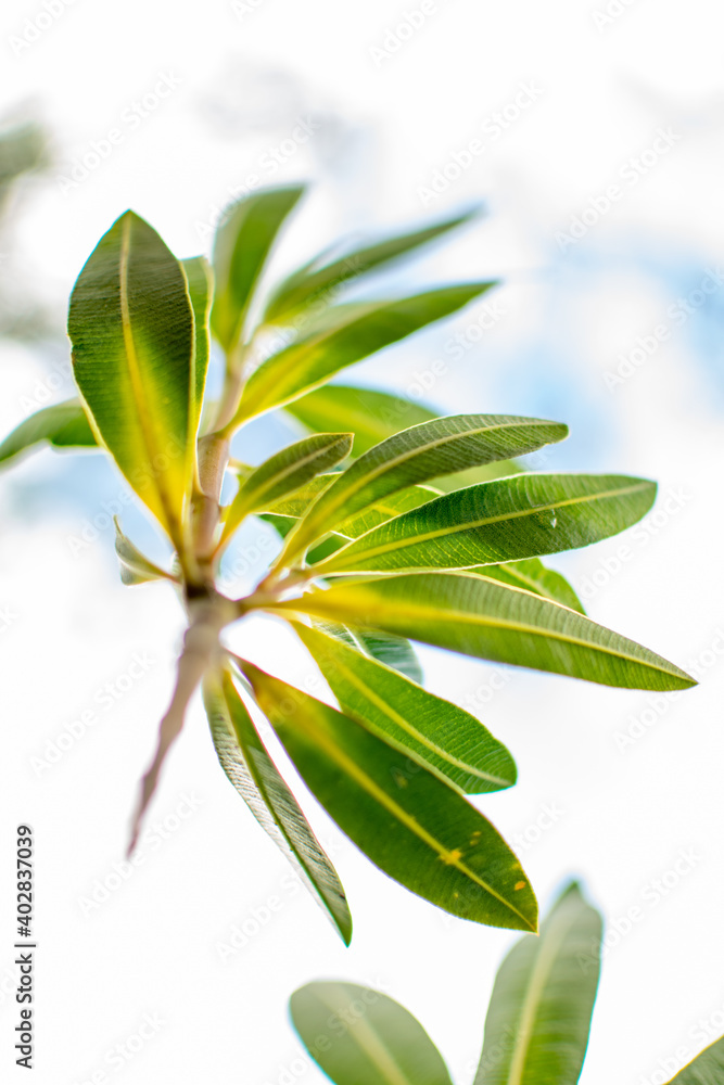 Obraz premium green leaves blowing in the wind with a white cloud background 