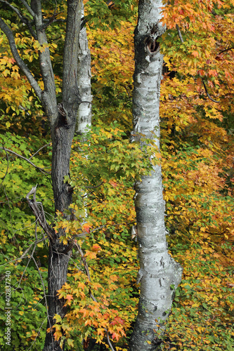 Birch Trees in Autumn Forest