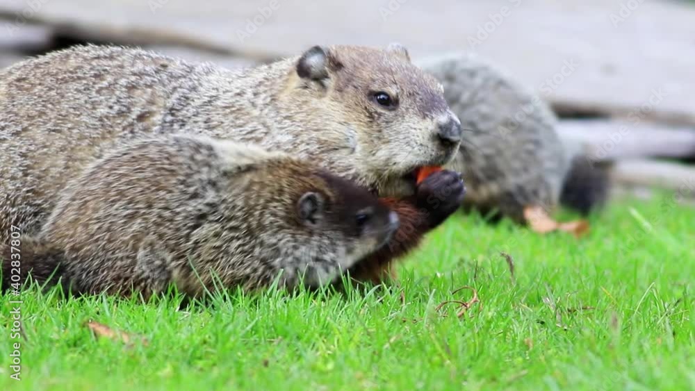 Mother groundhog, Marmota monax, steals carrot from young groundhog and snaps they both turn to front Mother groundhog, Marmota monax, steals carrot from young groundhog and snaps they both turn to front