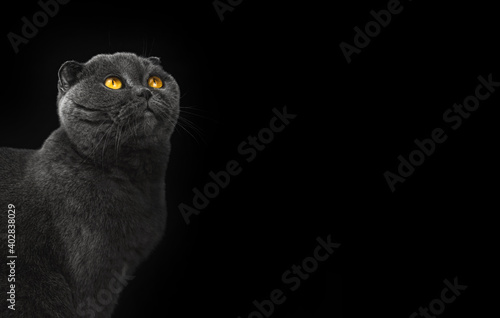 Cat is looking up concept in studio, scottish fold on a black isolated background, copy pace