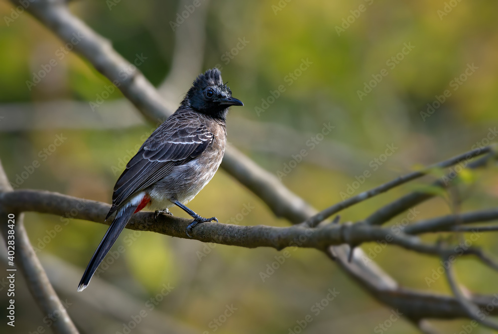 Fototapeta premium Red-vented Bulbul - Pycnonotus cafer, beautiful common perching bird from Asian forests and woodlands, Sri Lanka.