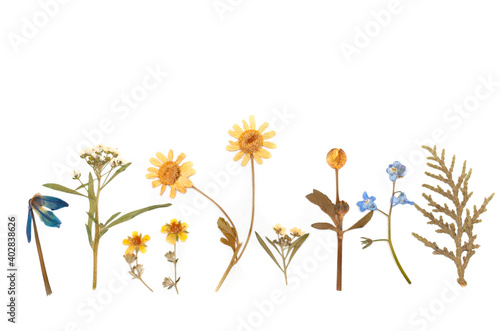 dried flowers composition. herbarium. isolated on white background