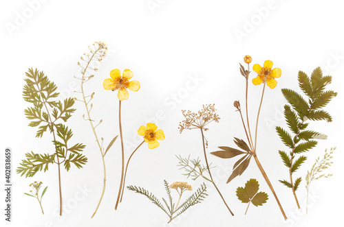 dried flowers composition. herbarium. isolated on white background