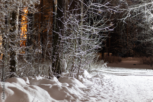 trees  in the snow jn the park street in winter night