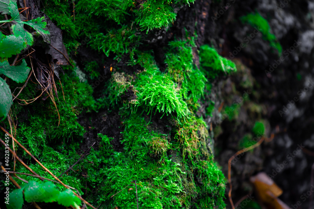 Obraz premium moss on a tree