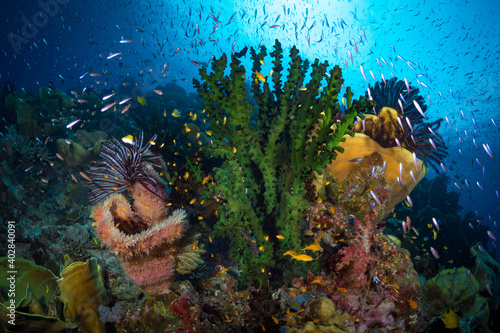 Fototapeta Naklejka Na Ścianę i Meble -  Abundant fish life schools above coral reef below liveaboard dive boat