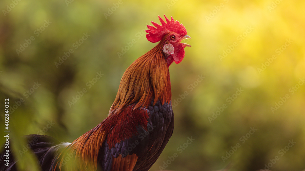 rooster with beautiful feathers in the morning sun