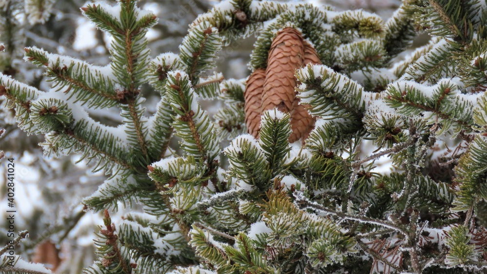 coniferous with frosty cones in bavaria
