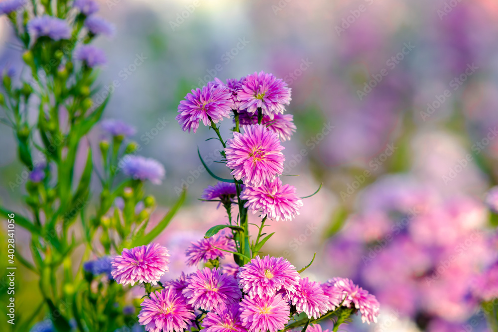 Obraz premium Cluster of common daisies or lawn daisies wild flowers
