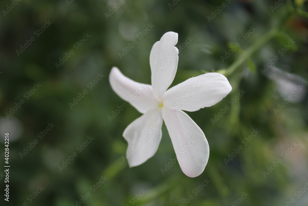 Fototapeta premium white spring flower