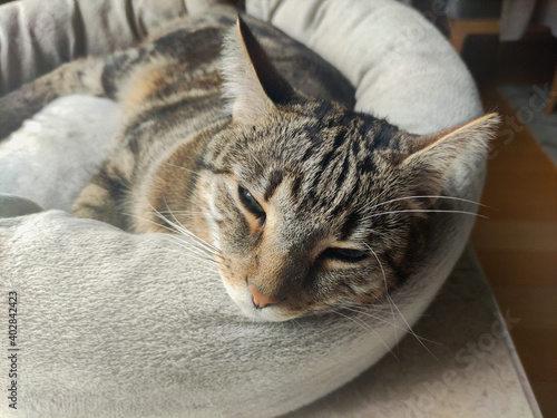 Sleepy cute tabby cat lying on a cat bed close up